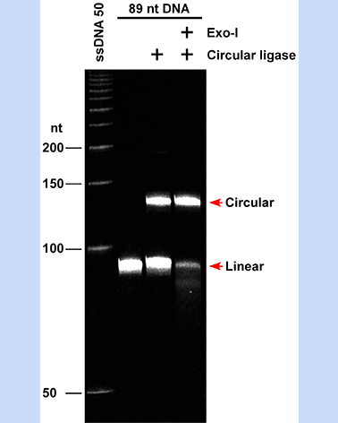 D/RNA Circular Ligase